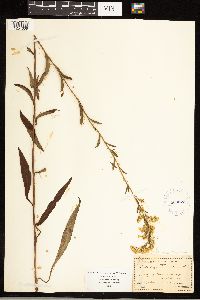 Solidago uliginosa image