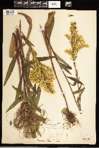 Solidago uliginosa image