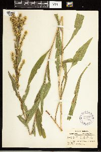 Solidago uliginosa image