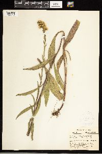 Solidago uliginosa image