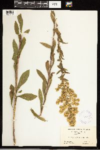 Solidago uliginosa image