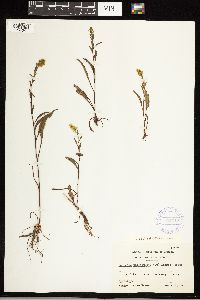 Solidago uliginosa image