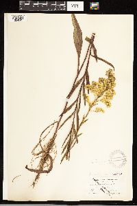 Solidago uliginosa image