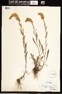 Solidago uliginosa image