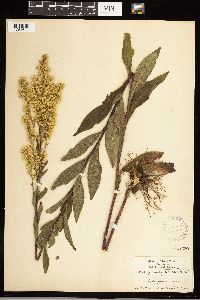 Solidago uliginosa image