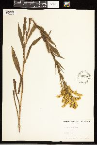 Solidago uliginosa image