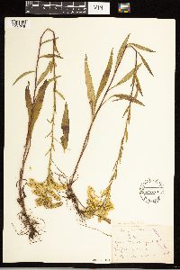 Solidago uliginosa image