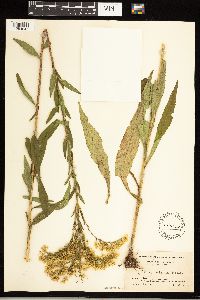 Solidago uliginosa image