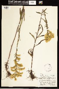 Solidago uliginosa image
