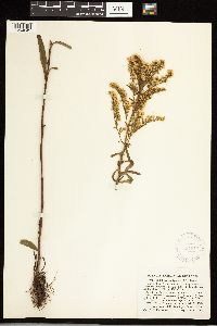 Solidago uliginosa image