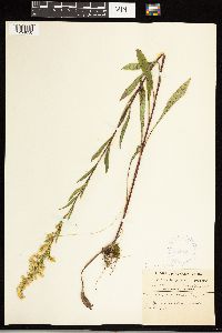 Solidago uliginosa image