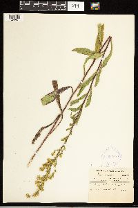 Solidago uliginosa image