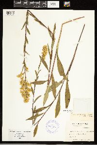 Solidago uliginosa image
