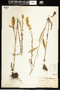 Solidago uliginosa image
