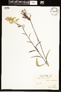 Solidago uliginosa image