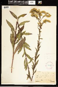 Solidago uliginosa image