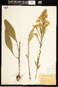 Solidago uliginosa image