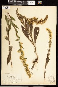 Solidago uliginosa image