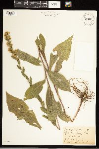 Solidago uliginosa image