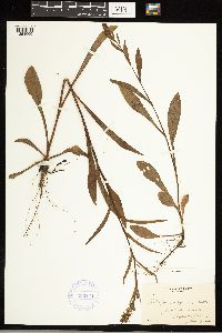 Solidago uliginosa image
