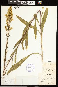 Solidago uliginosa image