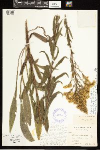 Solidago uliginosa image