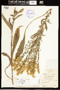 Solidago uliginosa image