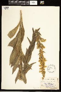 Solidago uliginosa image