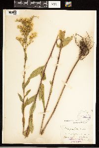 Solidago uliginosa image