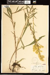 Solidago uliginosa image