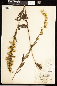 Solidago uliginosa image