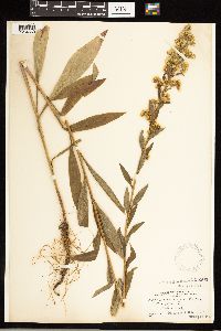 Solidago uliginosa image