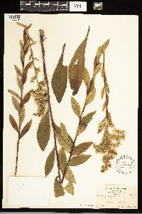 Solidago uliginosa image