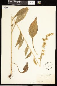 Solidago uliginosa image