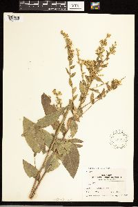 Solidago uliginosa image