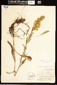Solidago uliginosa image