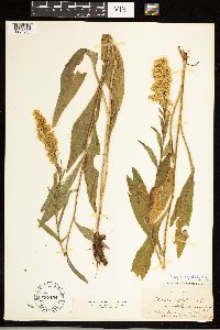 Solidago uliginosa image
