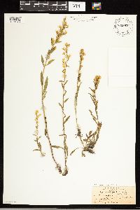 Solidago uliginosa image