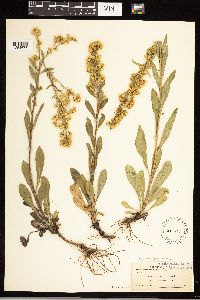 Solidago uliginosa image