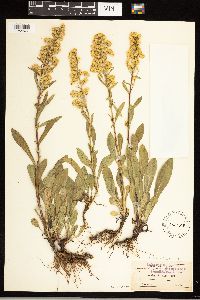 Solidago uliginosa image