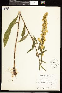 Solidago uliginosa image