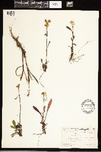 Solidago uliginosa image
