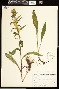Solidago uliginosa image