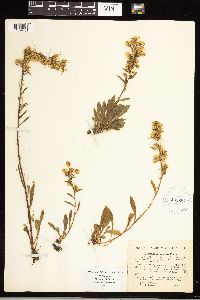 Solidago uliginosa image