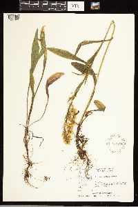 Solidago uliginosa image