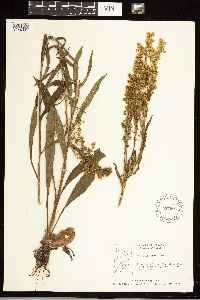 Solidago uliginosa image