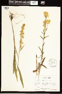 Solidago uliginosa image