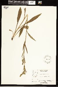 Solidago uliginosa image