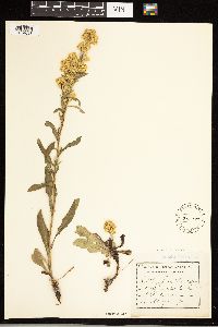 Solidago uliginosa image
