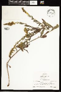 Solidago ulmifolia image